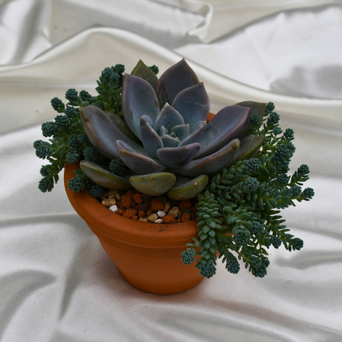 Arrangement de succulentes en pot de terre cuite