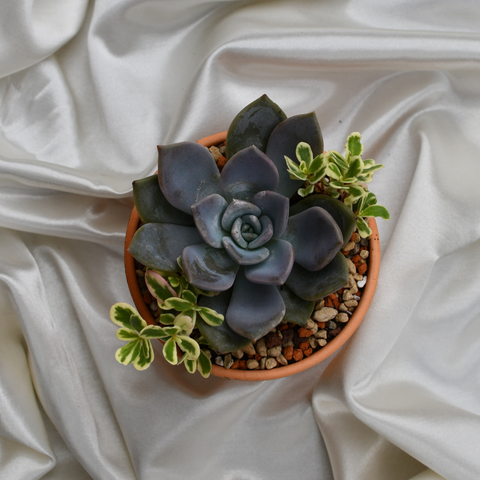 Arrangement de succulente en pot terre cuite