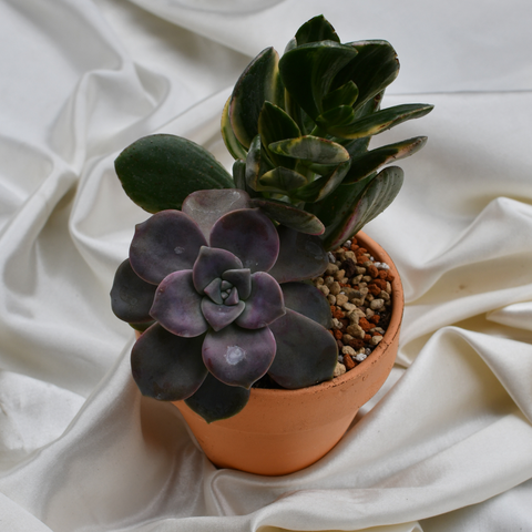 Arrangement de succulentes en pot de terre cuite