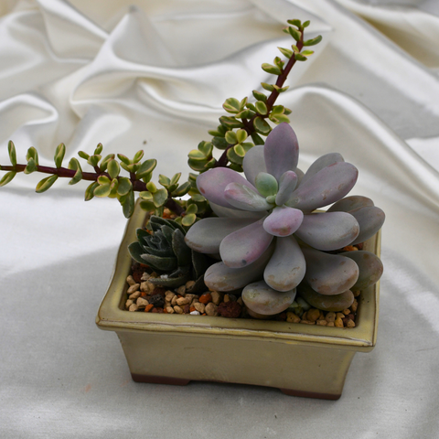 Arrangement de succulentes en pot décoratif