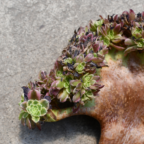 Aeonium 'Fiesta' Cristata