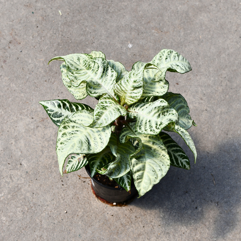 Aphelandra squarosa 'Snowflake'