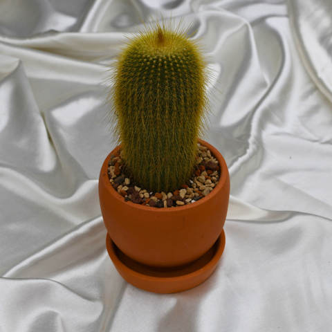 Notocactus leninghausii en pot décoratif