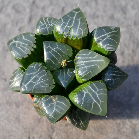 Haworthia 'Tsukikage' 
