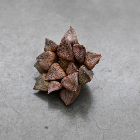 Haworthia 'Tao Yuan Silver'
