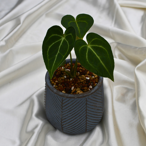 Anthurium clarinervium en pot décoratif