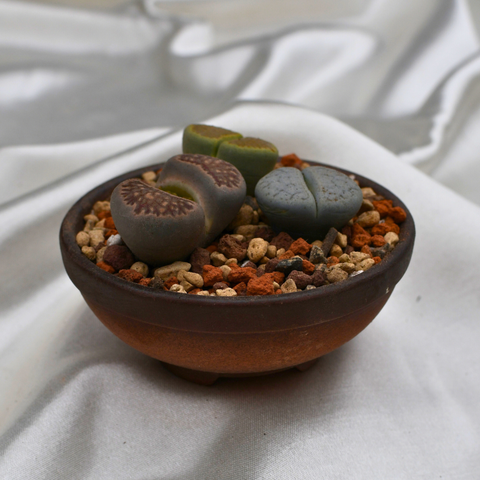 Lithops en pot décoratif