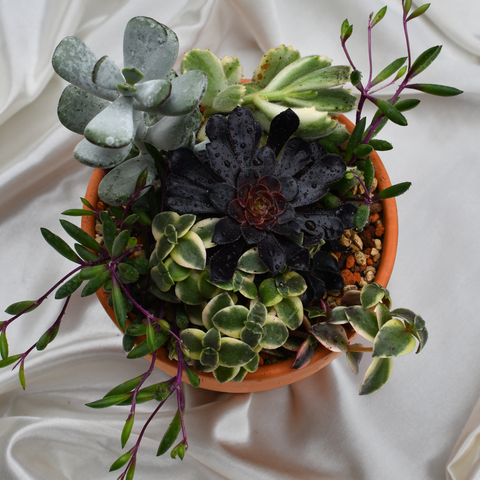 Arrangement de succulentes en pot de terre cuite