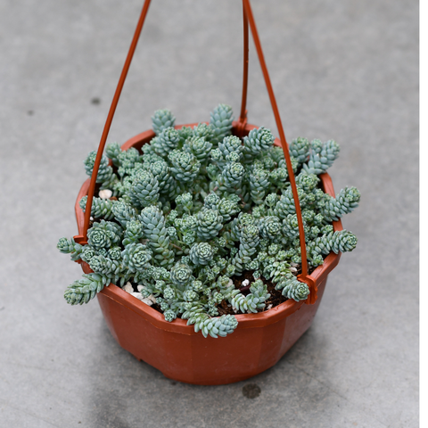major succulent Sedum dasyphyllum "Major" – Serres Lavoie