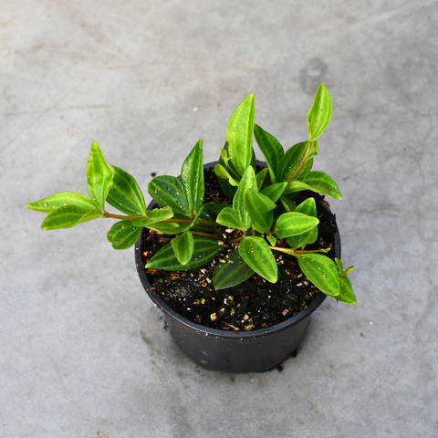 Peperomia 'angulata'