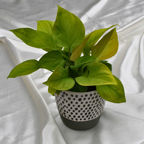 Homalomena 'Sunshine Gem' en pot décoratif