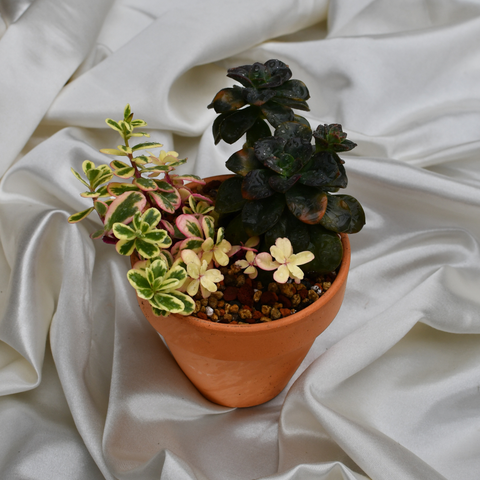 Arrangement de succulentes en pot de terre cuite
