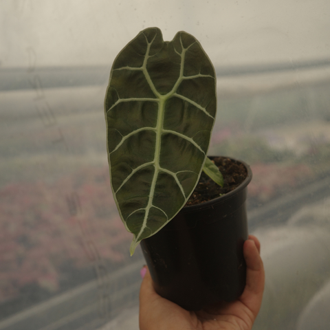 Alocasia watsoniana