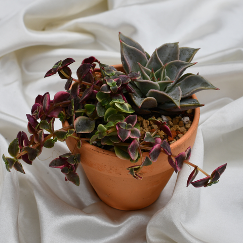 Arrangement de succulentes en pot de terre cuite