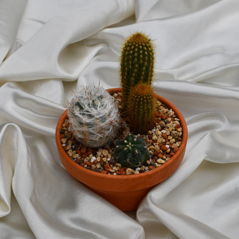 Arrangement de cactus en pot de terre cuite