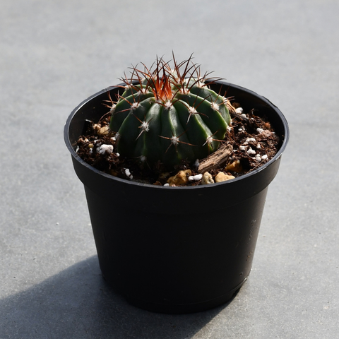 Melocactus caesius