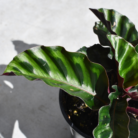 Calathea gandersii