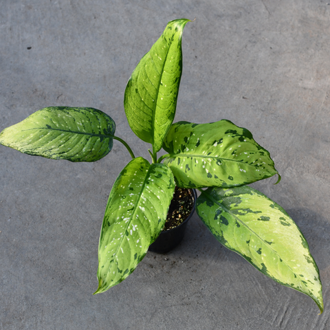 Dieffenbachia 'Picasso'