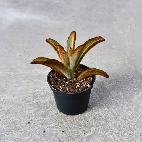 Kalanchoe tomentosa 'Chocolate Soldier'