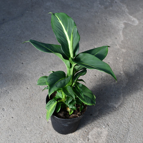 Dieffenbachia 'Green Magic'