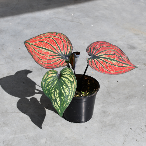 Caladium 'Siamese Month'