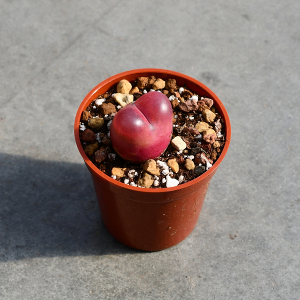Conophytum maughanni