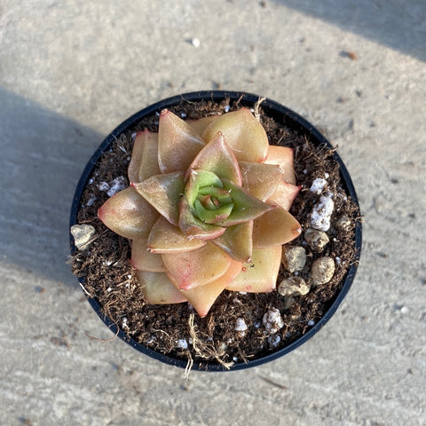 Echeveria Golden flame