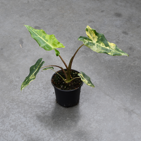 Alocasia 'Sarian' variegata