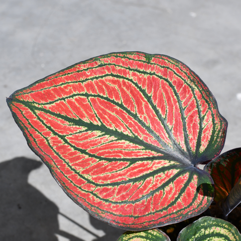 Caladium 'Siamese Month'