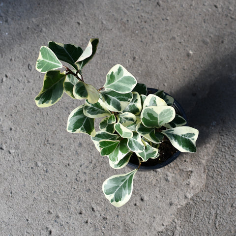 Ficus triangularis f. variegata