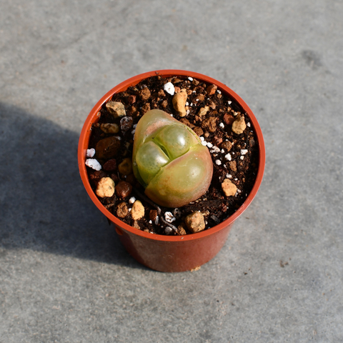 Conophytum maughanni 