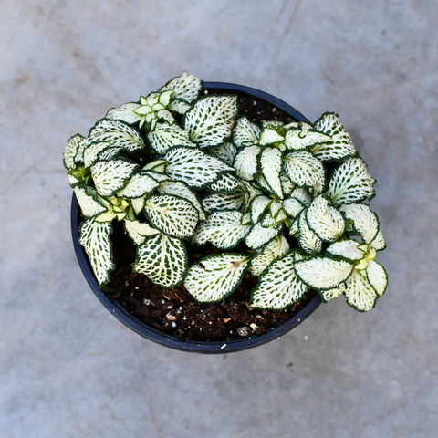 Fittonia 'Tiger'