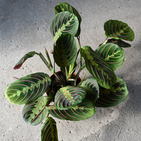 Maranta leuconeura var. Erythroneura