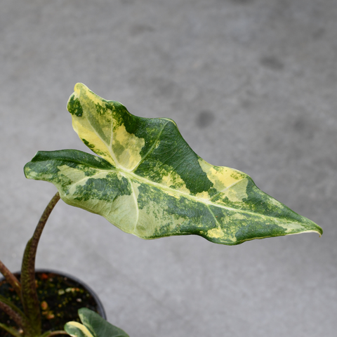 Alocasia 'Sarian' variegata