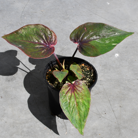 Caladium 'Desert Sunset'