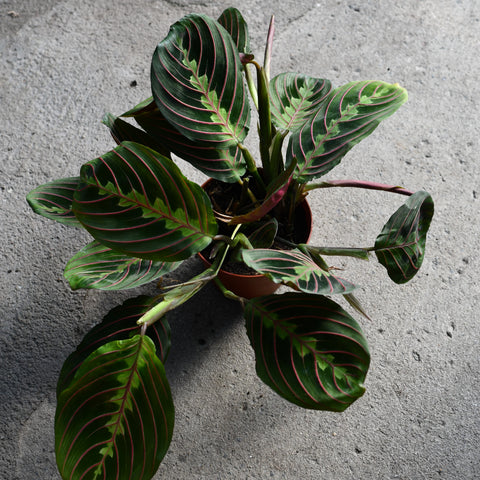 Maranta leuconeura var. Erythroneura