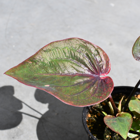 Caladium 'Desert Sunset'