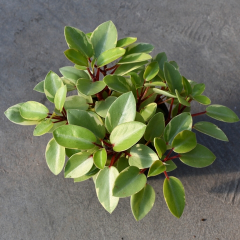 Peperomia orba 'Pixie Lime' f. variegata