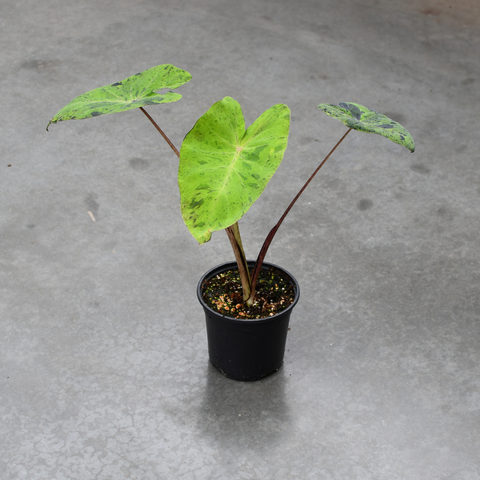 Colocasia esculenta 'Mojito'