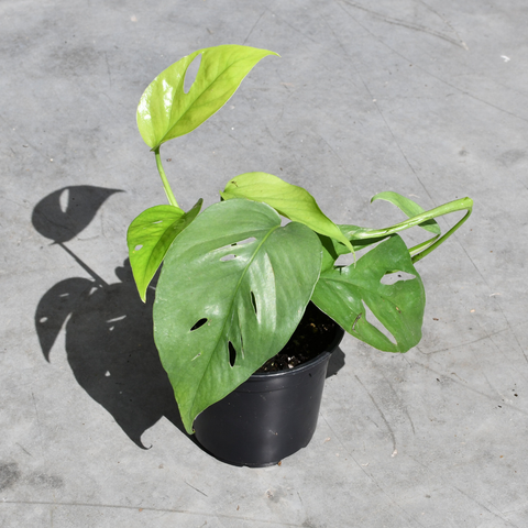 Epipremnum pinnatum 'Cebu Blue'