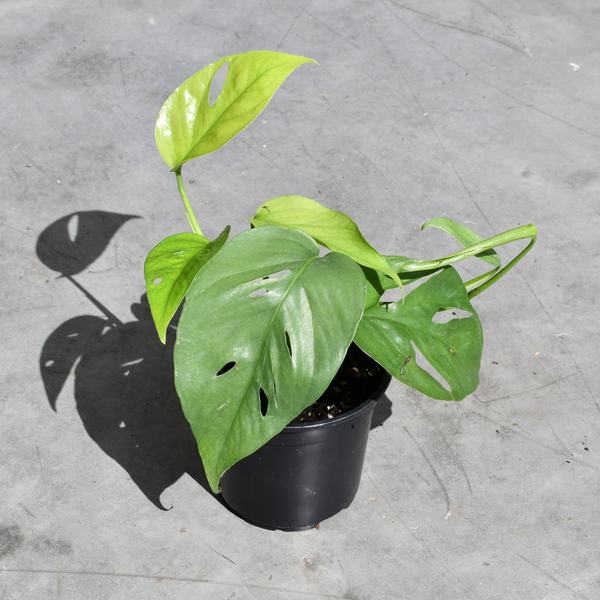 Epipremnum pinnatum 'Cebu Blue'