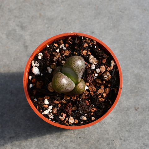 Tanquana hilmarii
