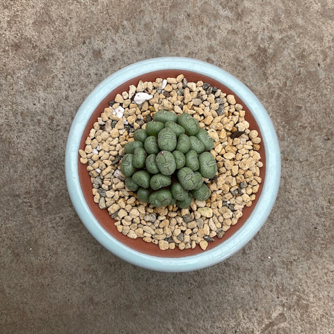 Minimal conophytum with decorative pot