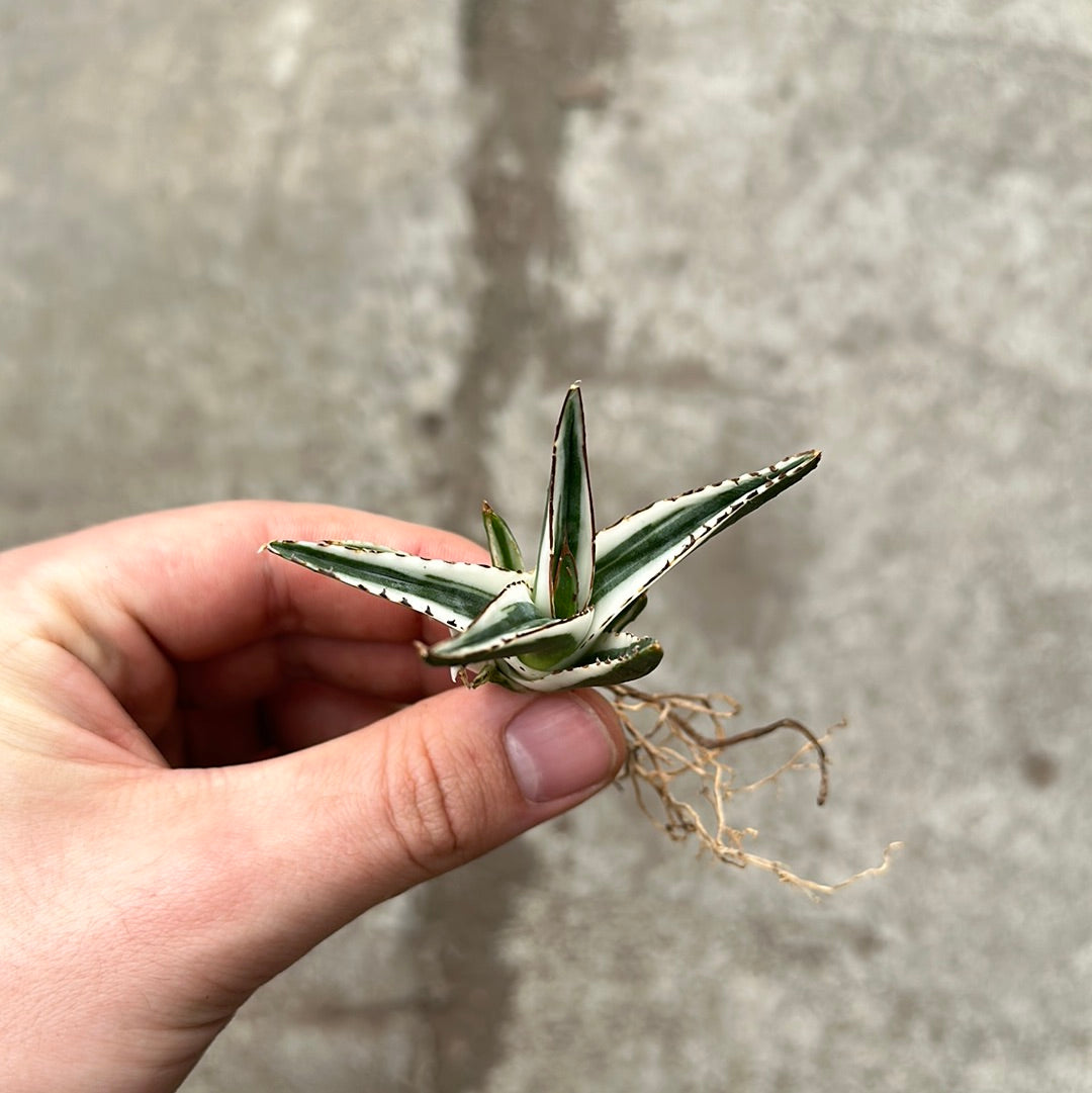 Agave victoriae-reginae 'White Rhino' – Serres Lavoie