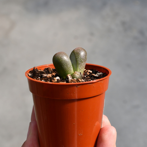 Tanquana hilmarii