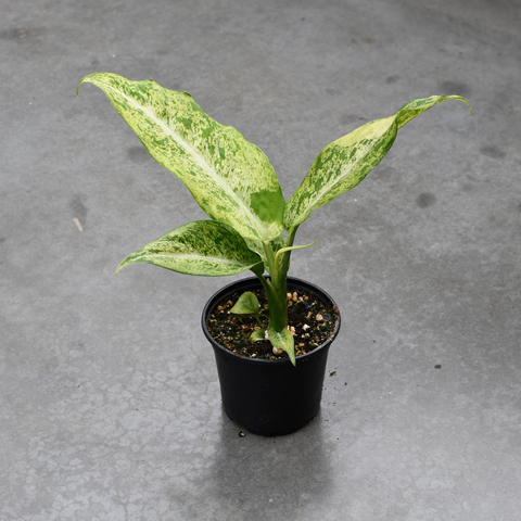 Dieffenbachia 'Maui Wowie'