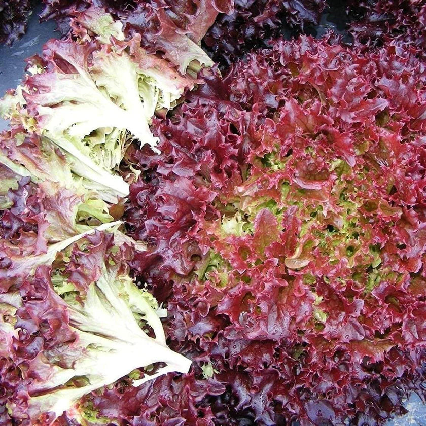 RED CURL Open Pollinated Leaf Lettuce Seeds