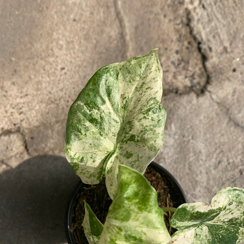 Alocasia Macrorrhiza 'Camouflage' variegata