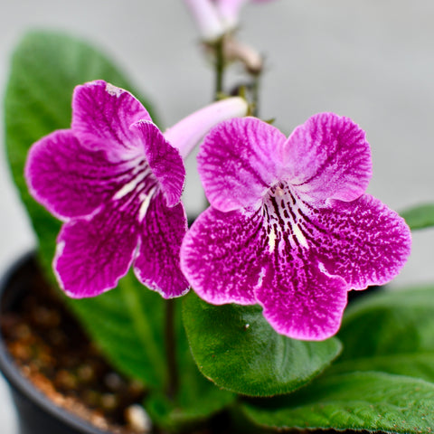Streptocarpus 'Ladyslippers Strawberry Ice'