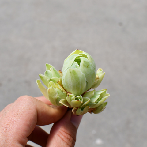 Greenovia aurea variegata